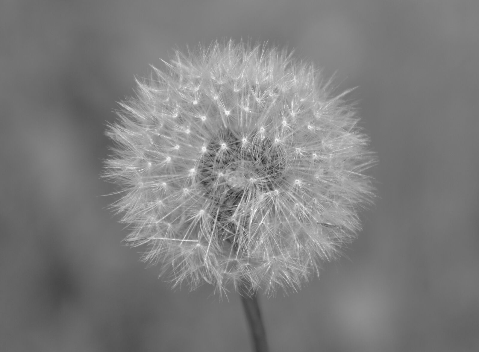 Nikon D5200 sample photo. Fruit of the dandelion photography