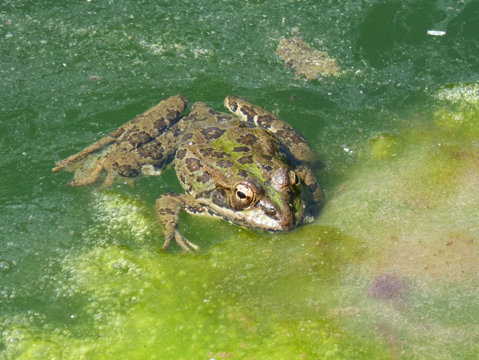 Panasonic DMC-FZ62 sample photo. Frog, pond, algae photography