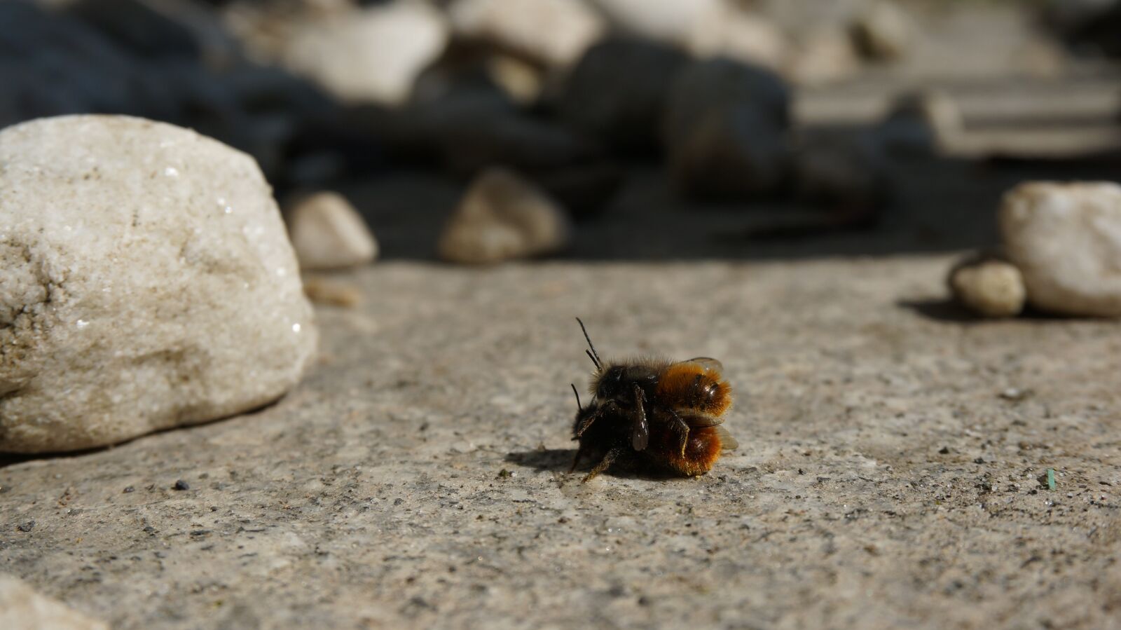 Sony Alpha NEX-5R sample photo. Bees, nature, insect photography