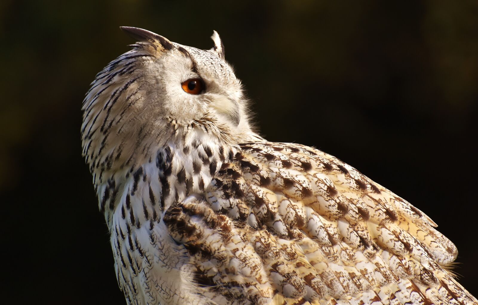Nikon D7200 sample photo. Owl, bird, feather photography