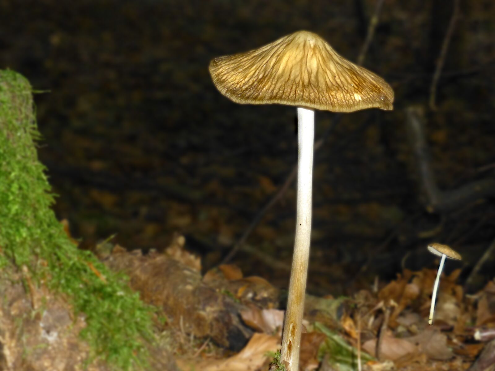Panasonic DMC-TZ31 sample photo. Mushrooms, lamellar, filigree photography