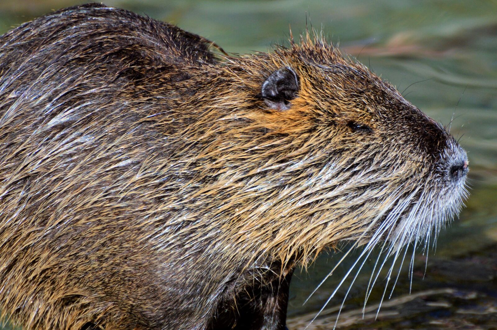 Nikon D3200 sample photo. Nutria, rodent, water rat photography