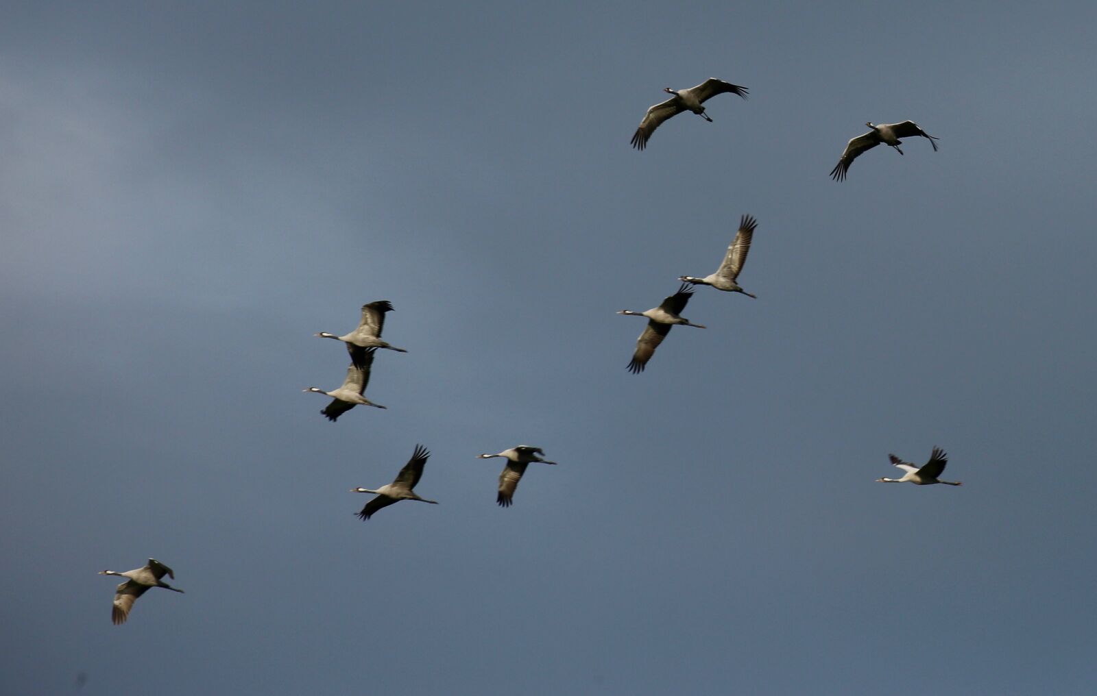 Canon EOS 5D Mark III sample photo. Crane, bird, cranes photography