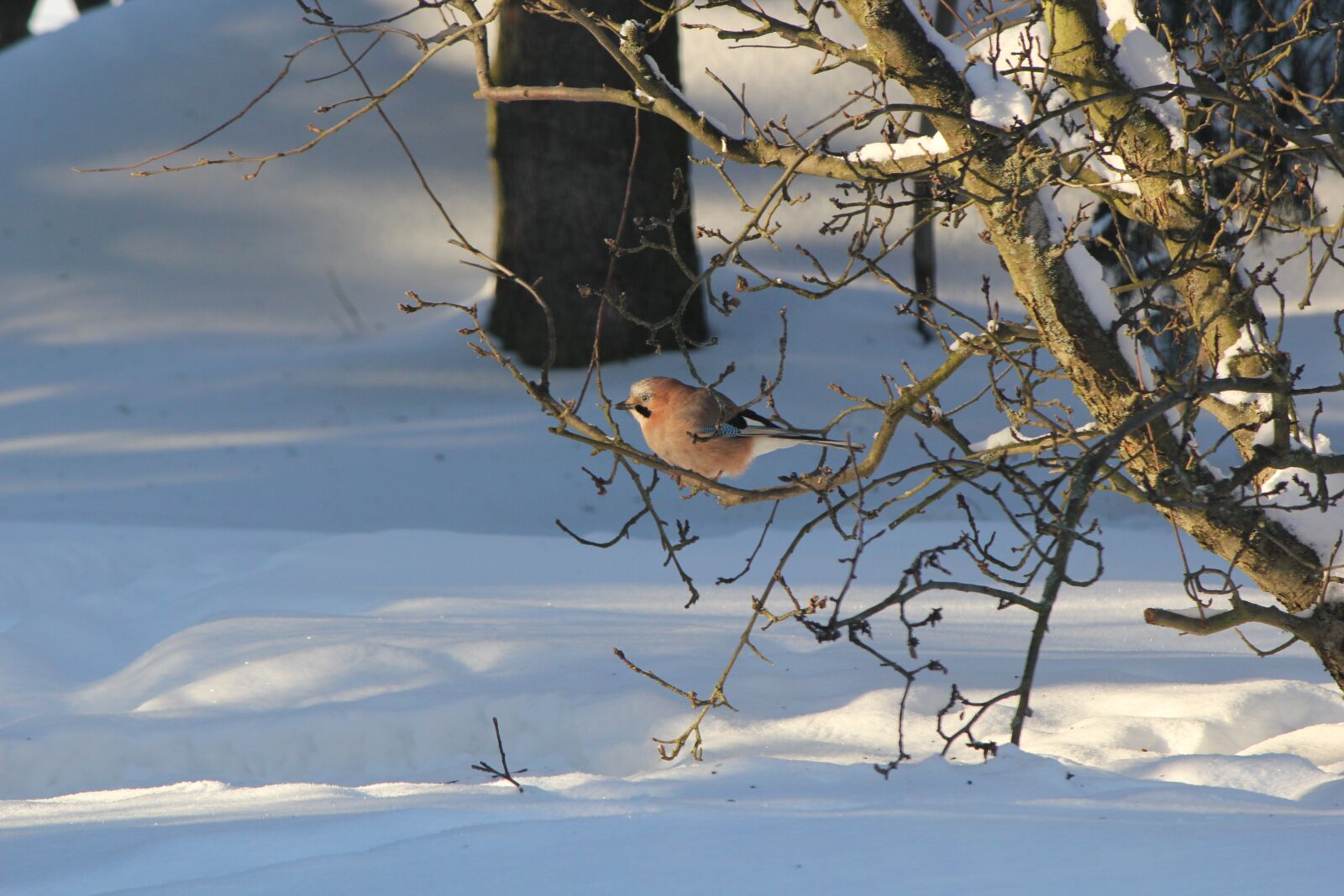 Canon EOS 550D (EOS Rebel T2i / EOS Kiss X4) sample photo. Jay, winter, snow photography