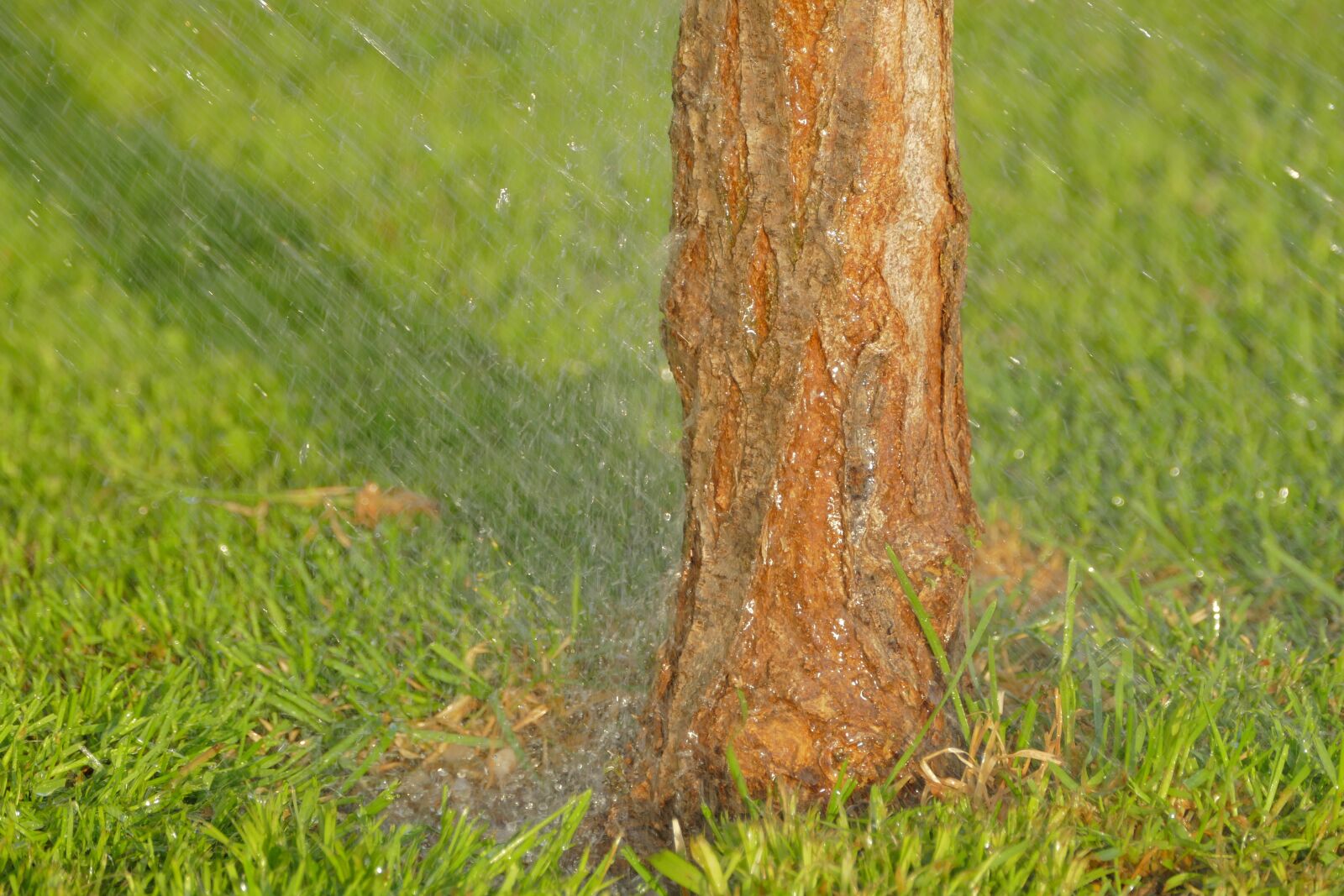 Panasonic Lumix DMC-FZ1000 sample photo. Watering, lawn, grass photography