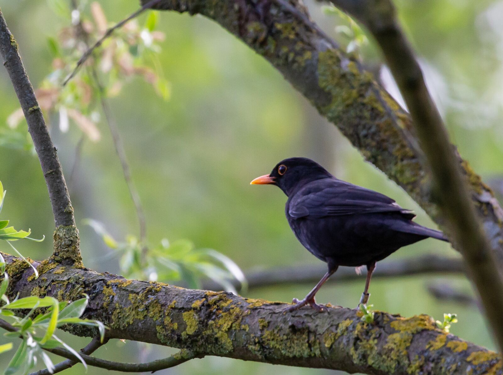 Canon EOS 5D Mark III sample photo. Blackbird, tree, spring photography