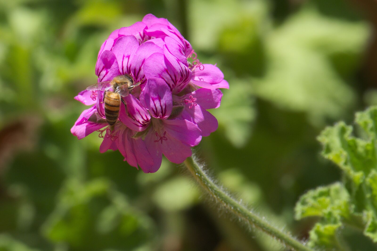 Fujifilm X-T2 sample photo. Flower, bee, nature photography