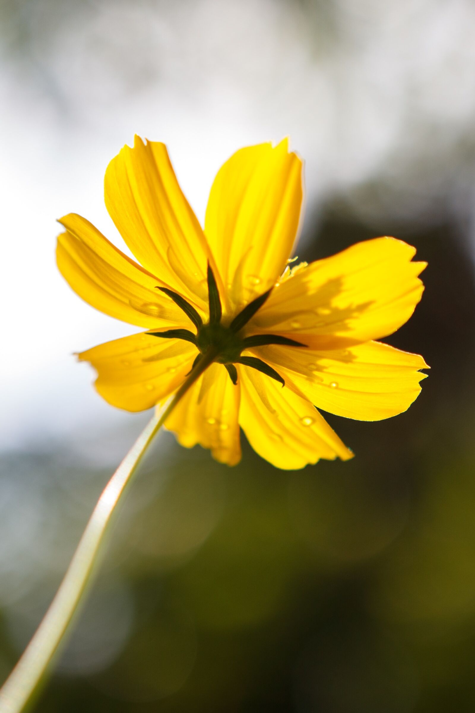Canon EOS 750D (EOS Rebel T6i / EOS Kiss X8i) sample photo. Yellow, closeup, summer photography