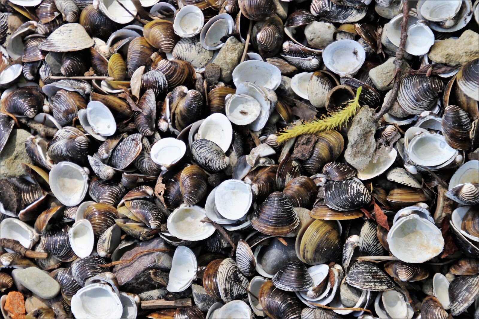 Canon EOS 80D sample photo. Crustaceans, seashell, closeup photography
