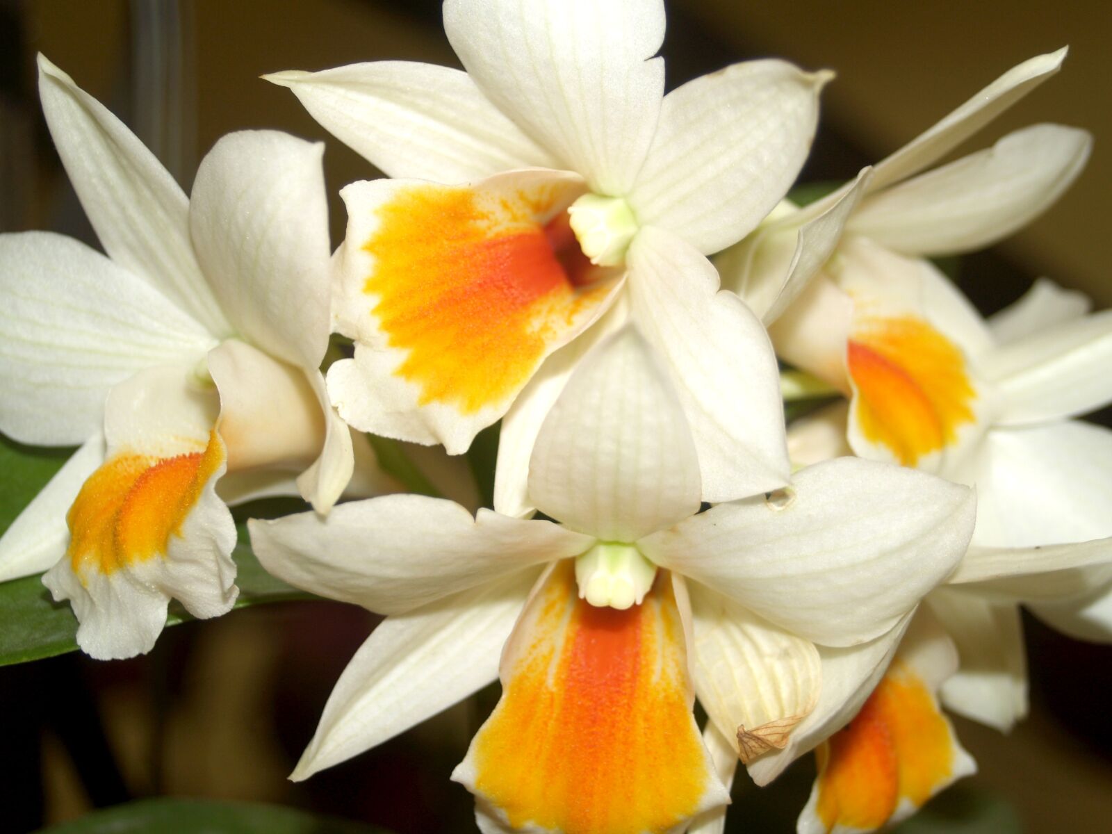 Olympus E-300 (EVOLT E-300) sample photo. Orchid, flower, bright photography