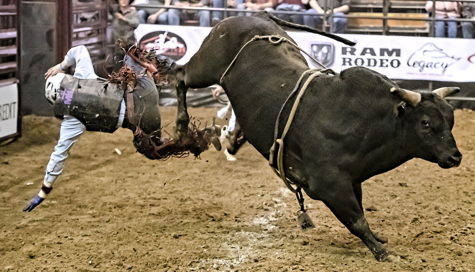 Nikon D850 sample photo. Bull, bull rider, bull photography
