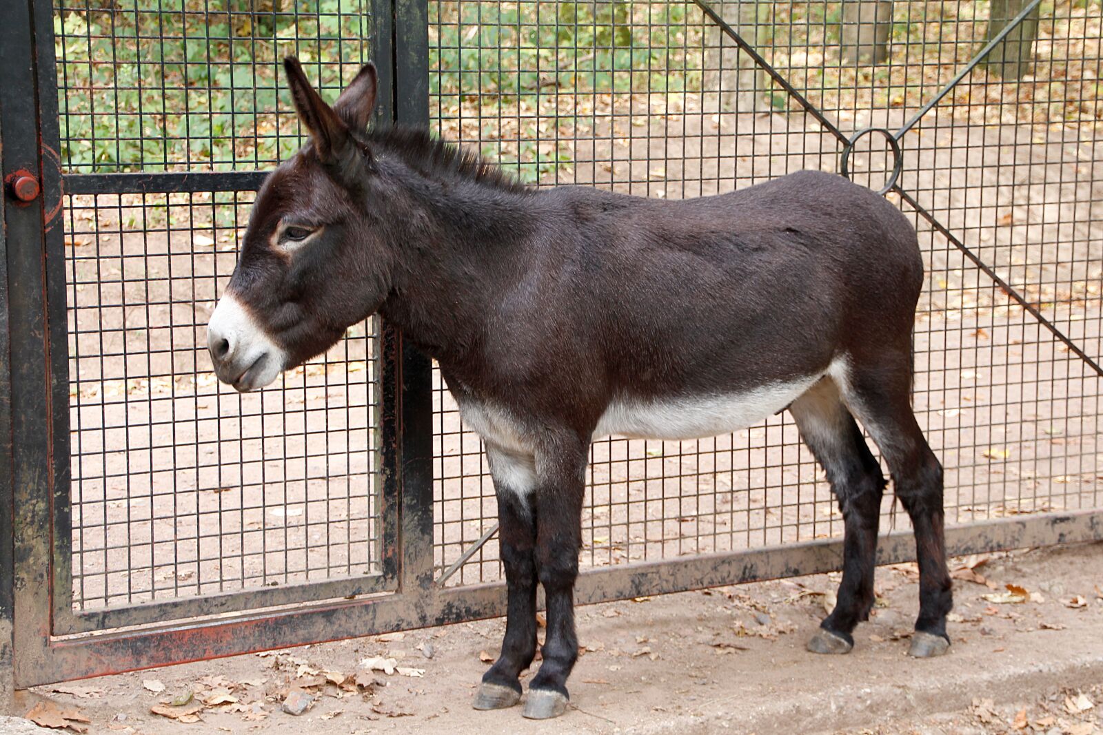Canon EOS 650D (EOS Rebel T4i / EOS Kiss X6i) sample photo. Dwarf donkey, donkey, beast photography