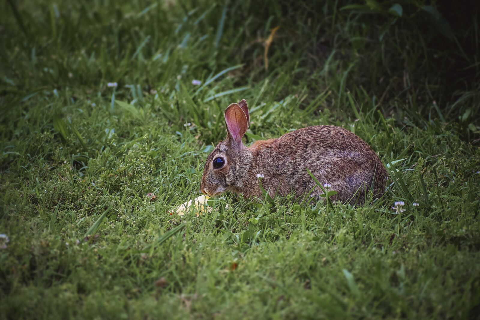 Nikon D5300 sample photo. Bunny, rabbit, mammal photography