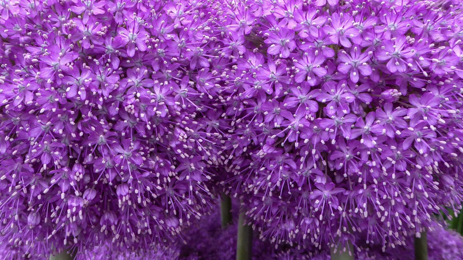 Panasonic Lumix DMC-ZS40 (Lumix DMC-TZ60) sample photo. Purple, flower, purple flower photography