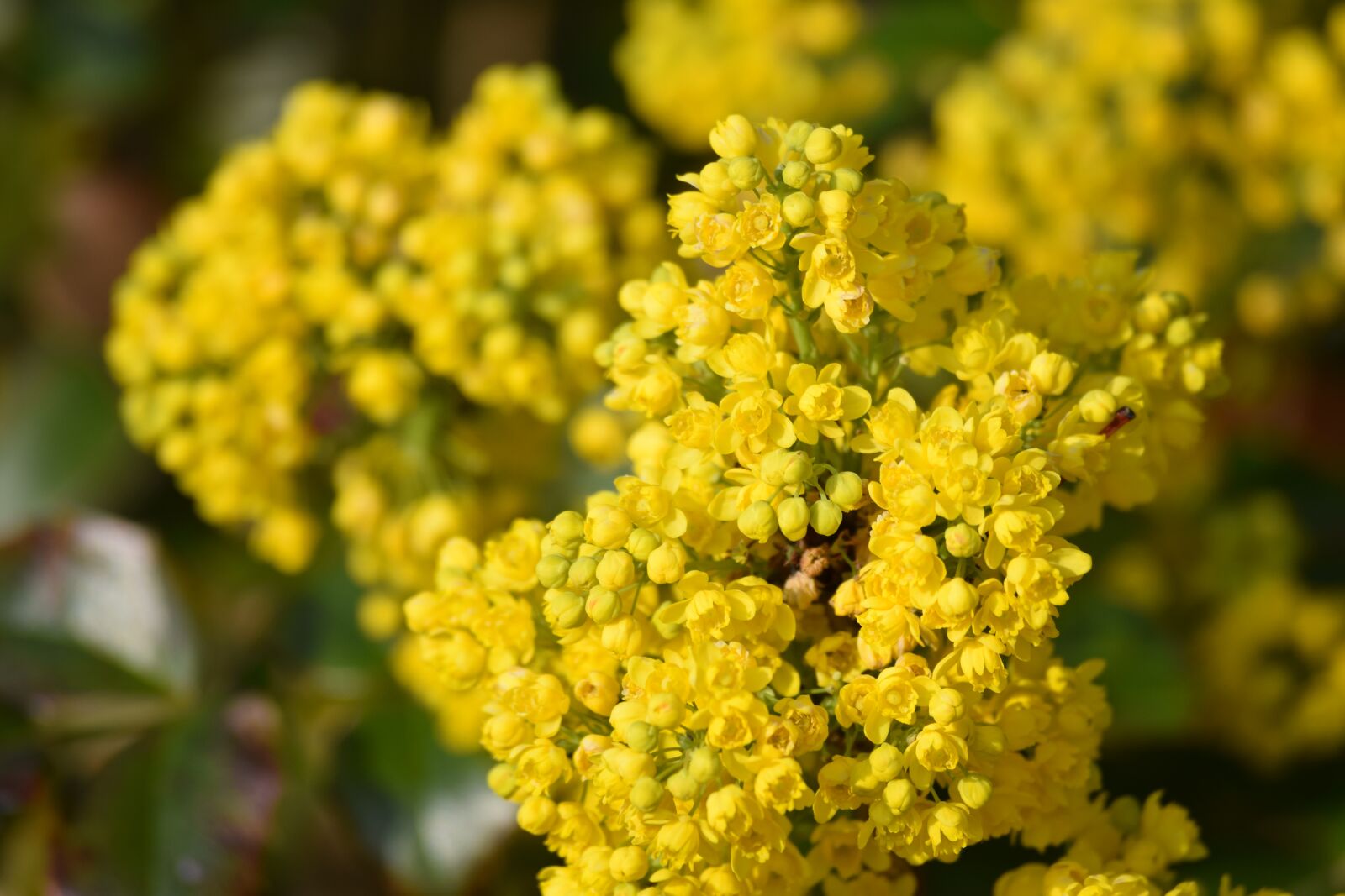 Nikon D3300 sample photo. Flowers, yellow, inflorescence photography