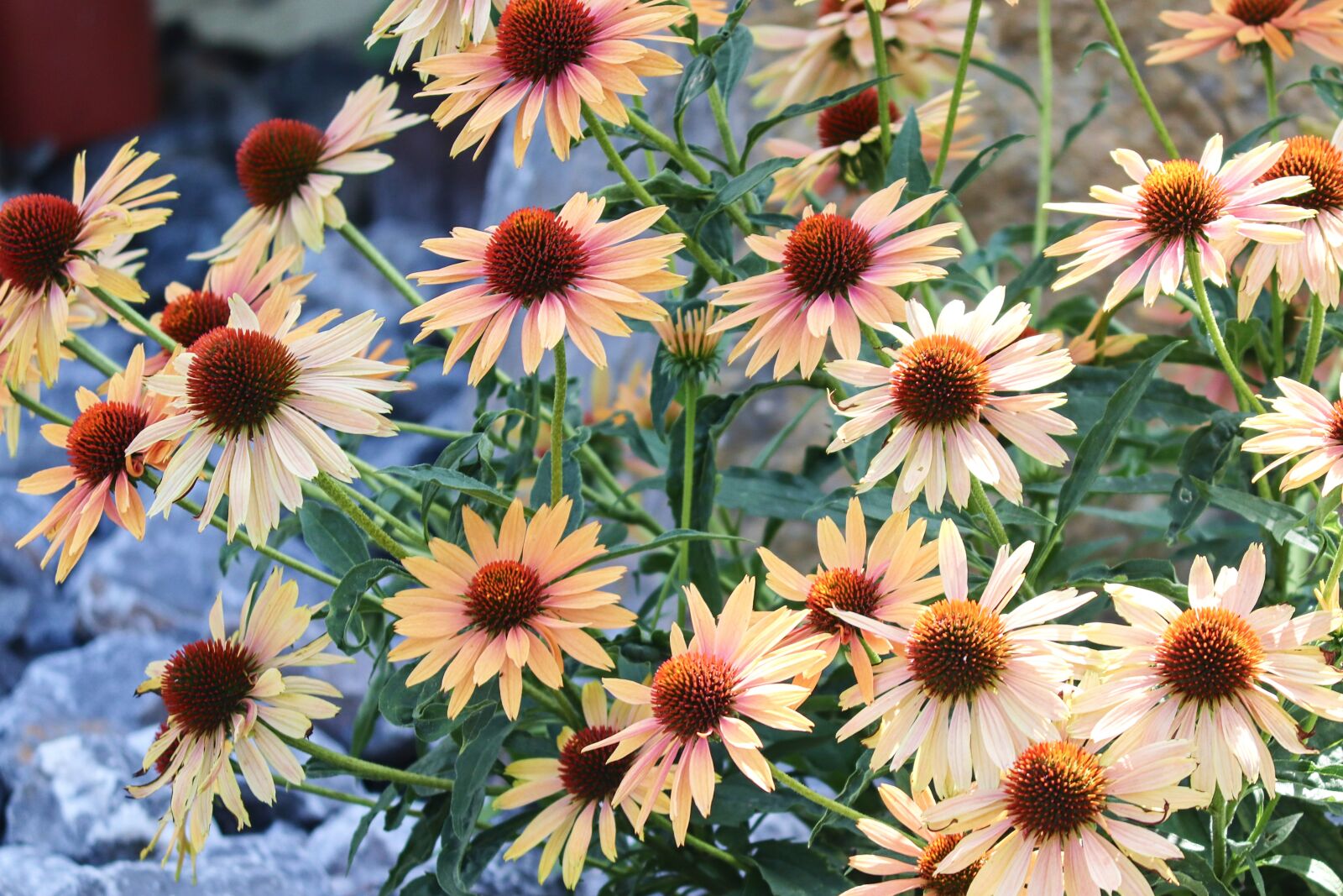 Canon EOS 200D (EOS Rebel SL2 / EOS Kiss X9) sample photo. Coneflower, echinacea, korblütler photography