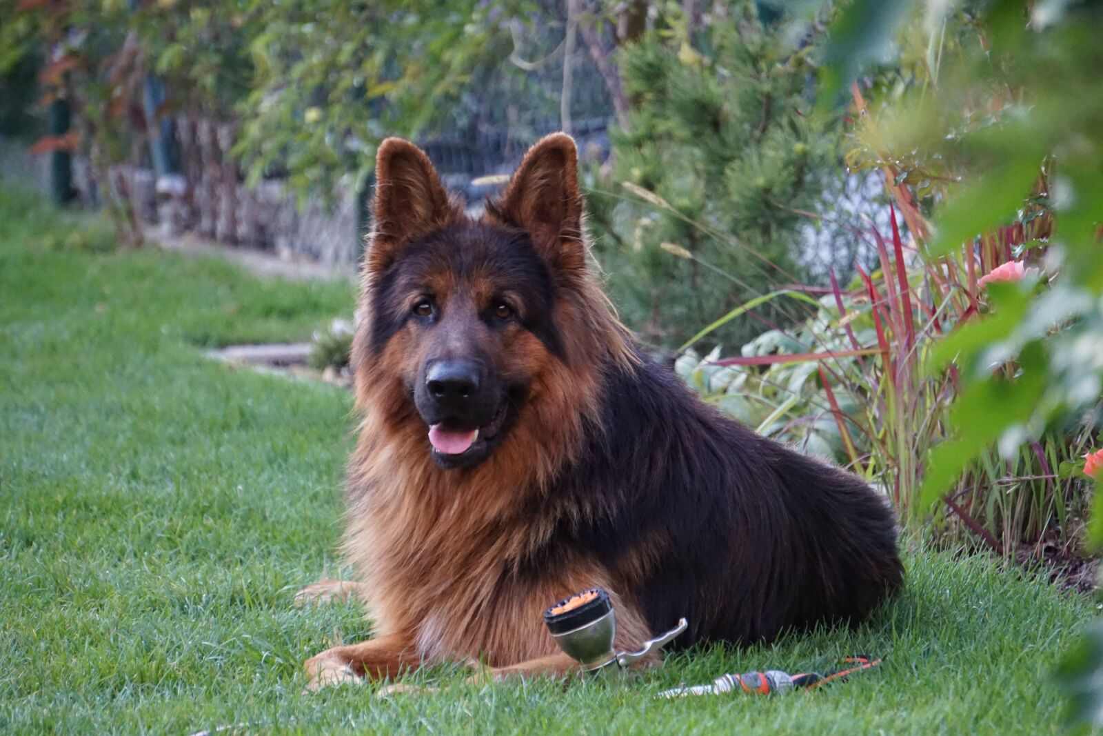 Sony E 55-210mm F4.5-6.3 OSS sample photo. Sch fer dog, old photography