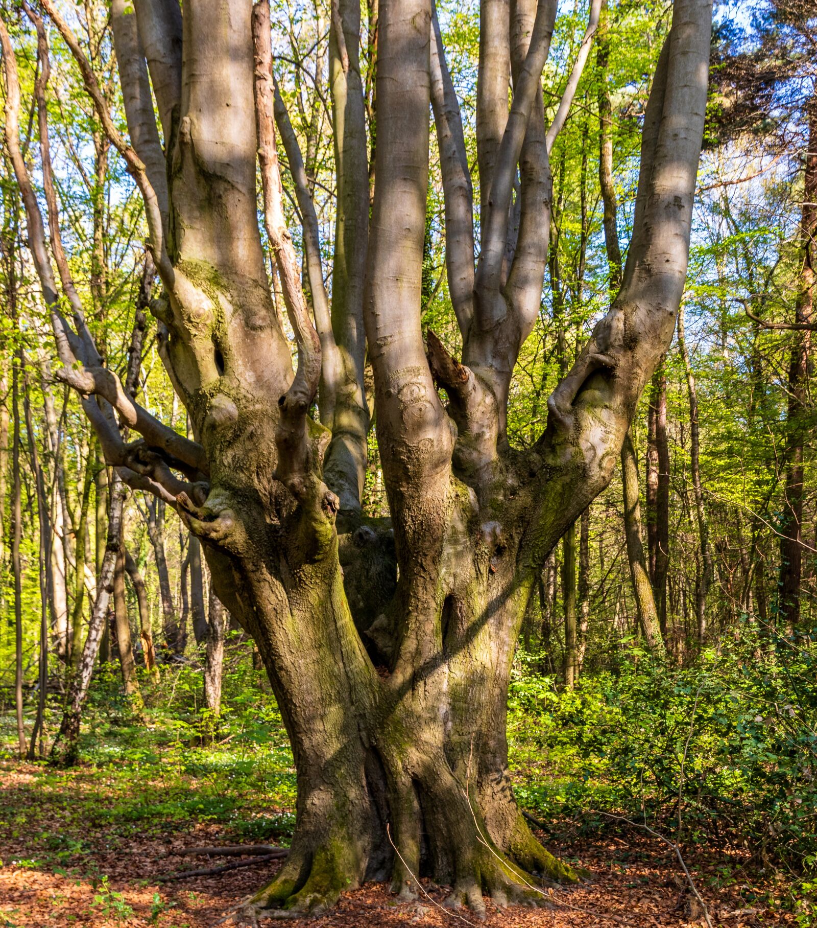 Canon EOS 80D sample photo. Wood, tree, nature photography