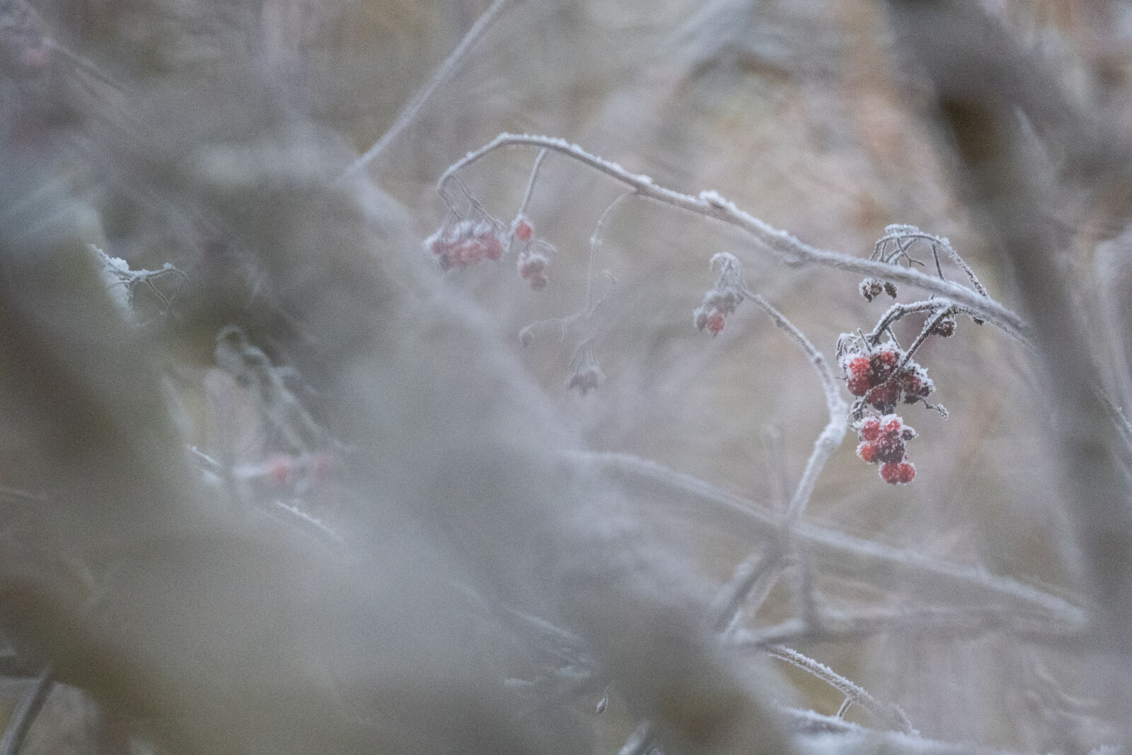 Olympus OM-D E-M1 Mark III sample photo. Frost for the previous photography