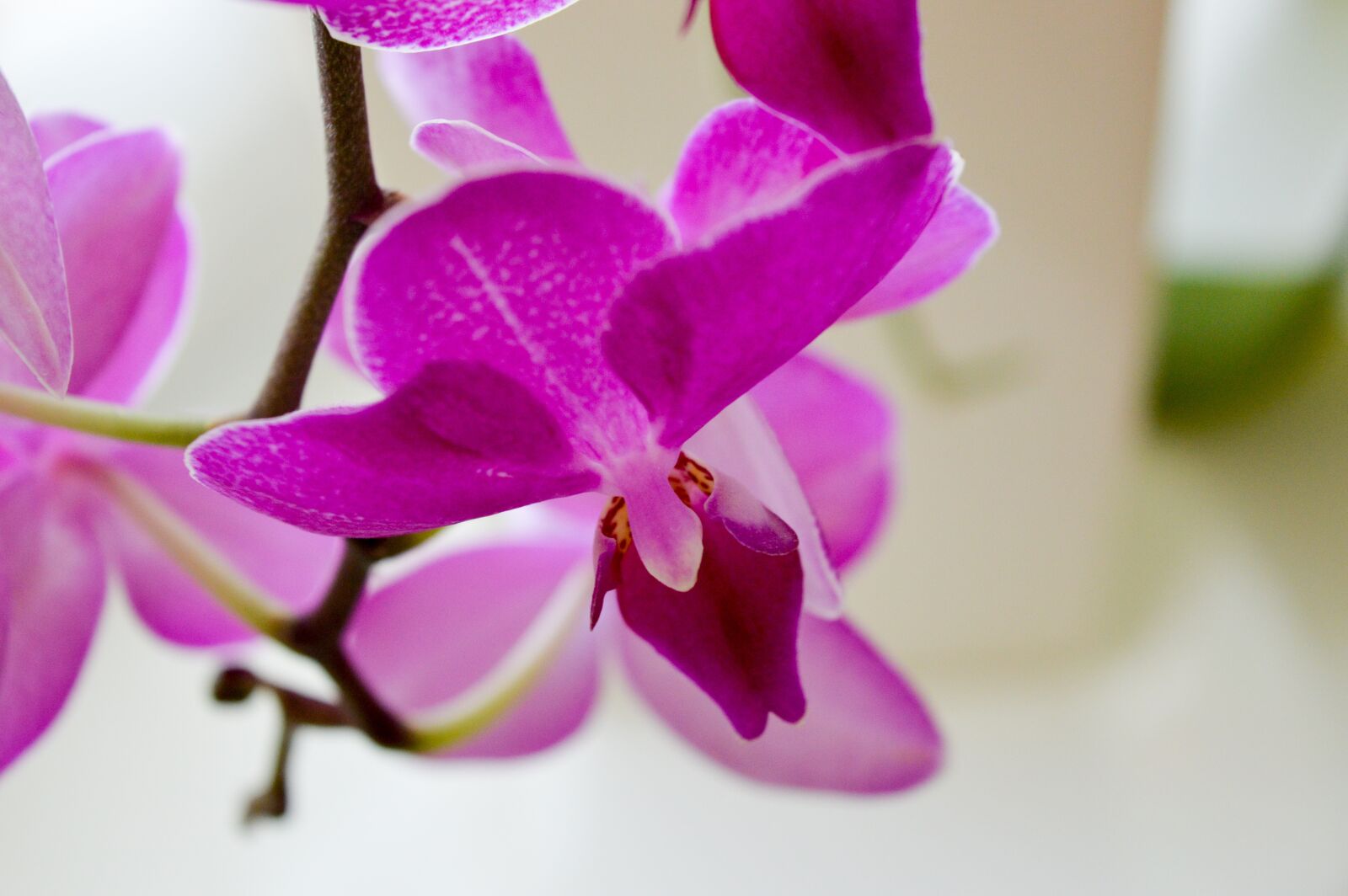 Nikon D3200 sample photo. Flower, flowers, plant photography