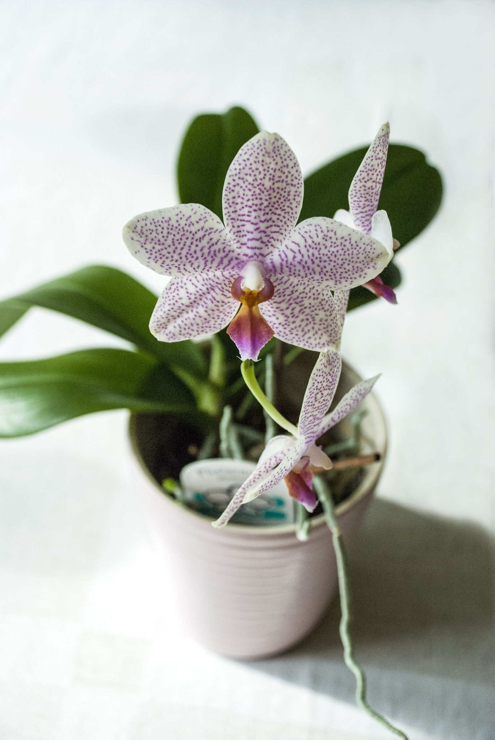 Nikon D80 sample photo. Orchid, at home, potted photography