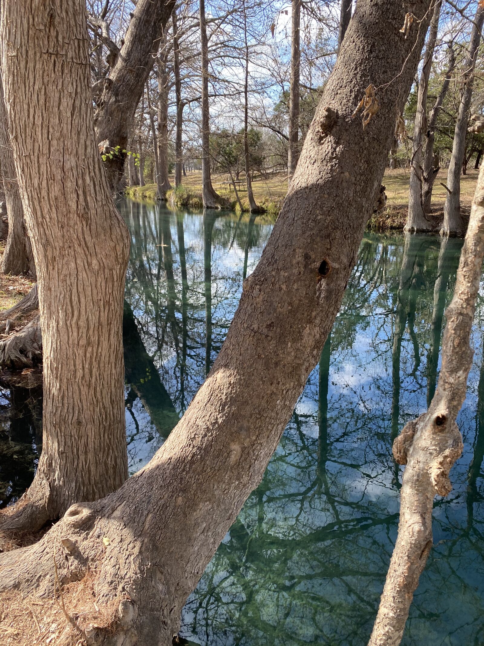 Apple iPhone 11 Pro Max sample photo. Blanco river, texas, cypress photography