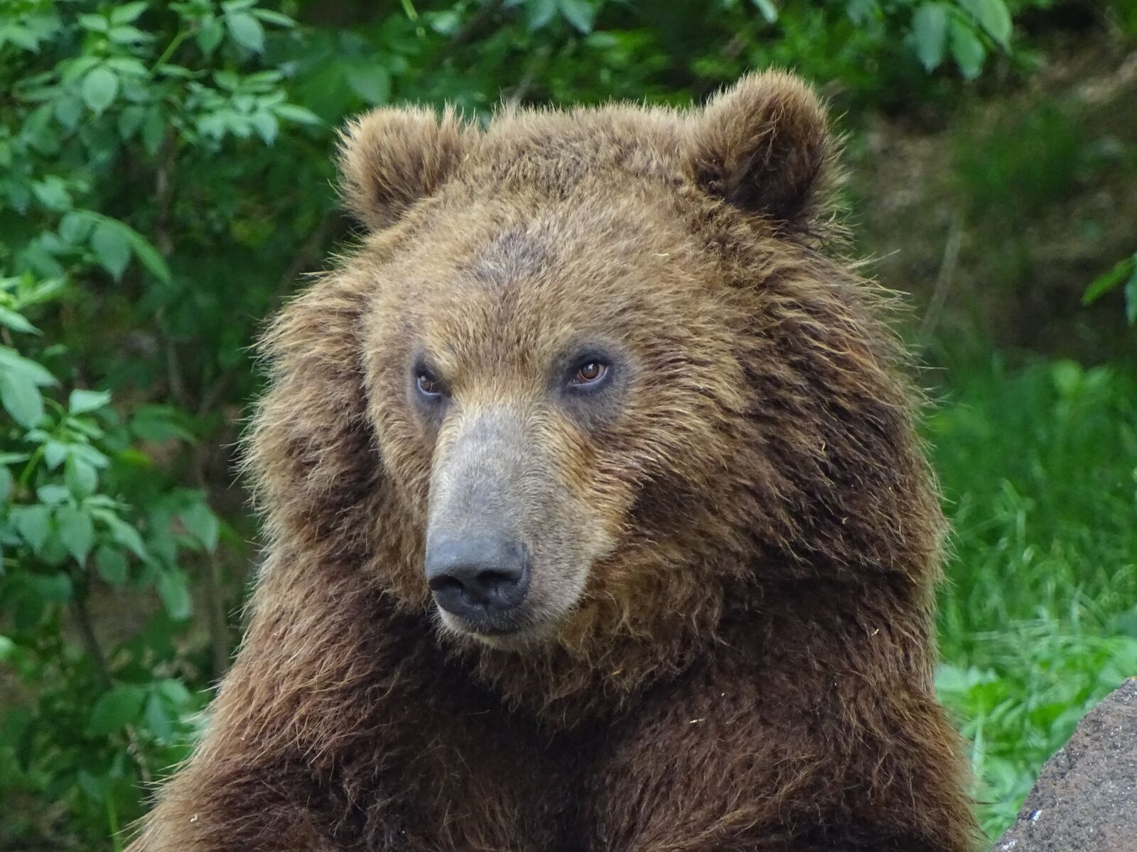 Sony Cyber-shot DSC-HX400V sample photo. Bear kamchatka, zoo brno photography