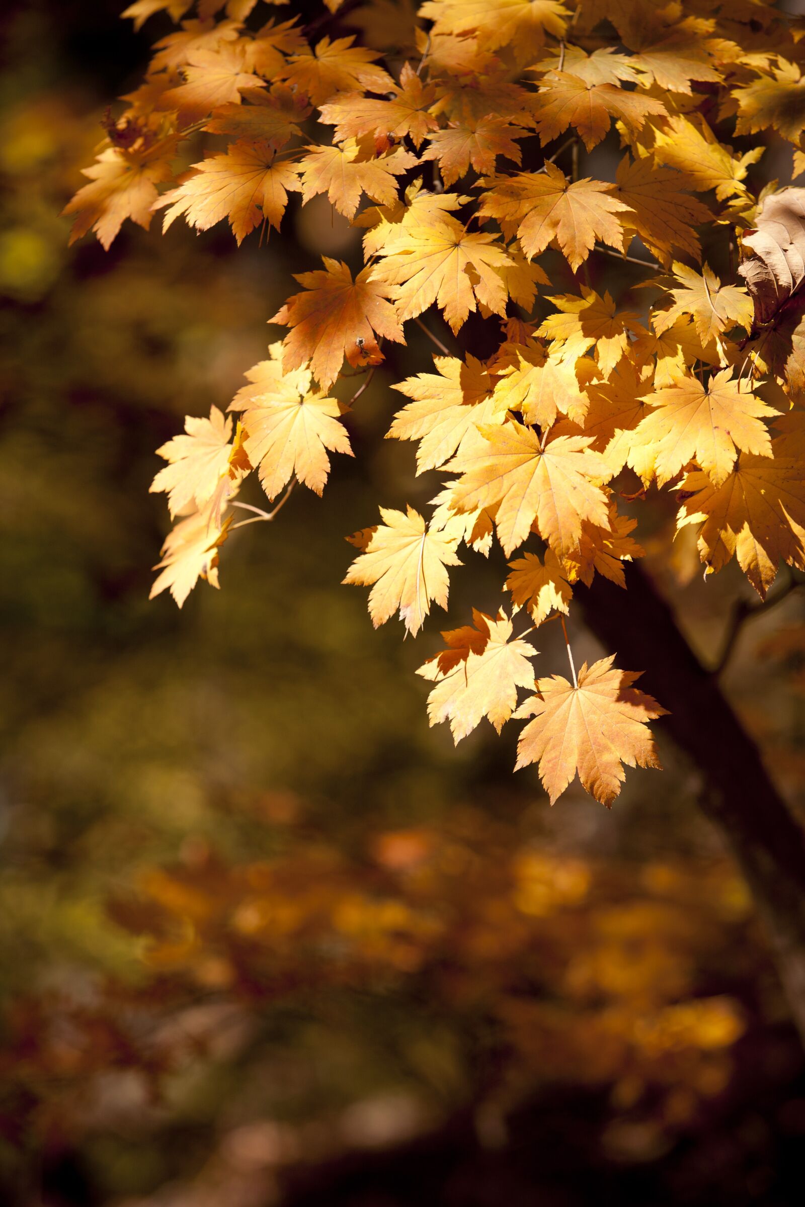 Canon EOS 5D sample photo. Autumn, autumn leaves, dobong photography