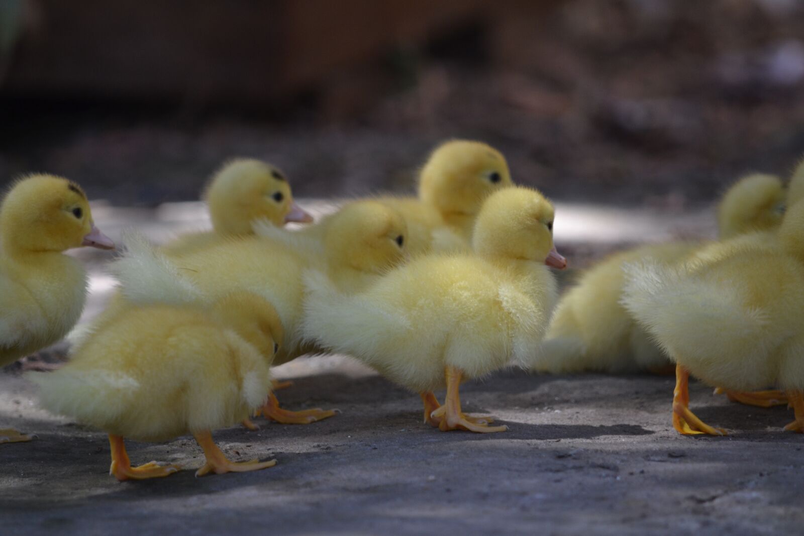 Nikon D3100 sample photo. Ducklings, cute, fluffy photography