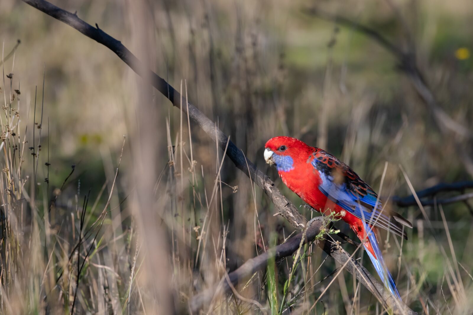 Nikon D850 sample photo. Crimson rosella, platycercus elegans photography