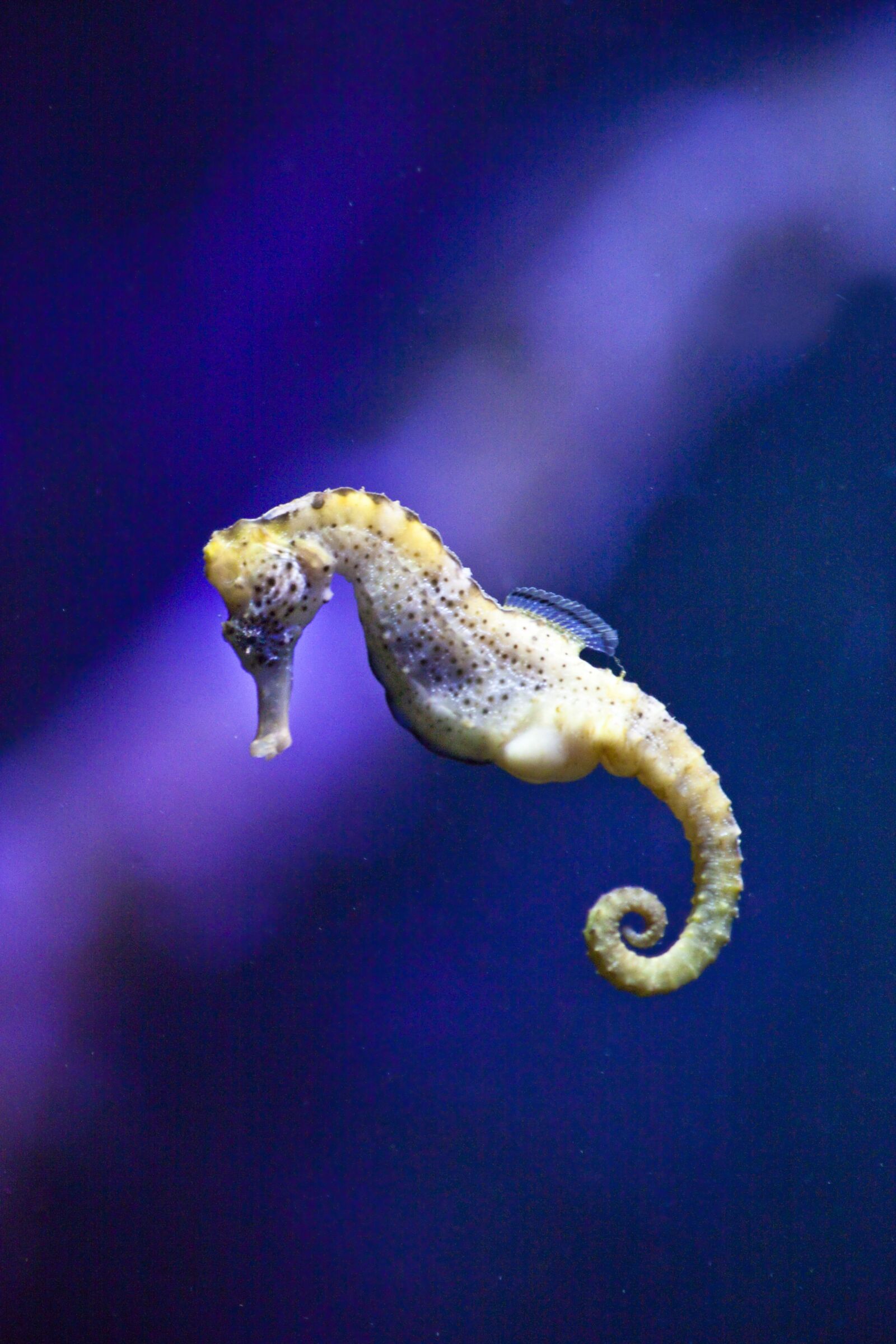Canon EOS 5D Mark II sample photo. Konik, sea, underwater photography