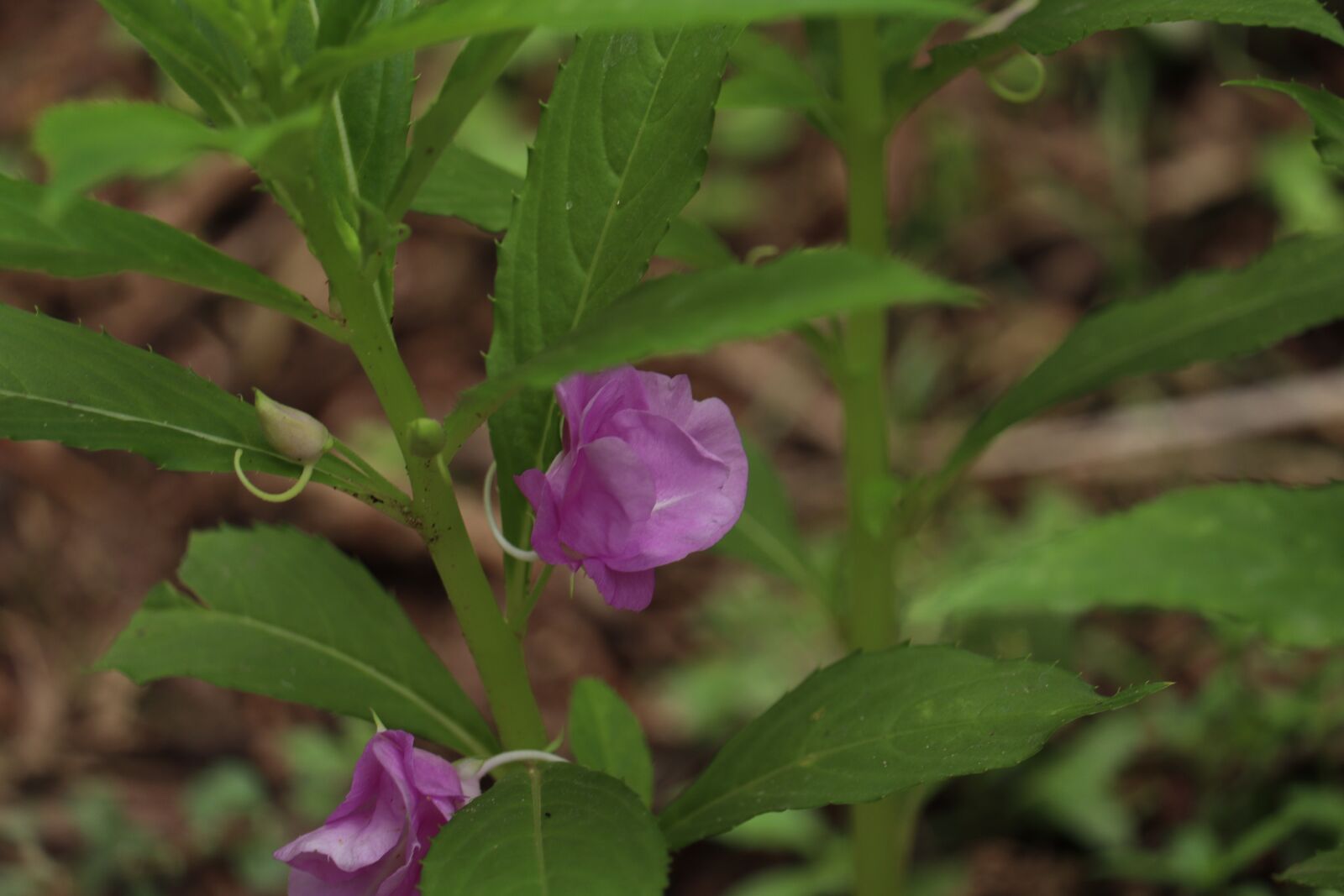 Canon EOS 250D (EOS Rebel SL3 / EOS Kiss X10 / EOS 200D II) sample photo. Flower, plant, leaf photography