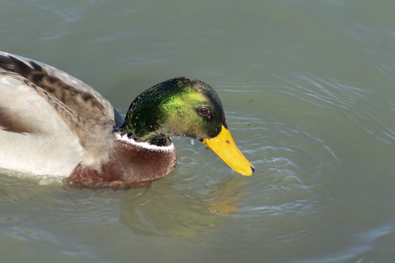 Canon EF75-300mm f/4-5.6 sample photo. Duck, wild ducks, teal photography