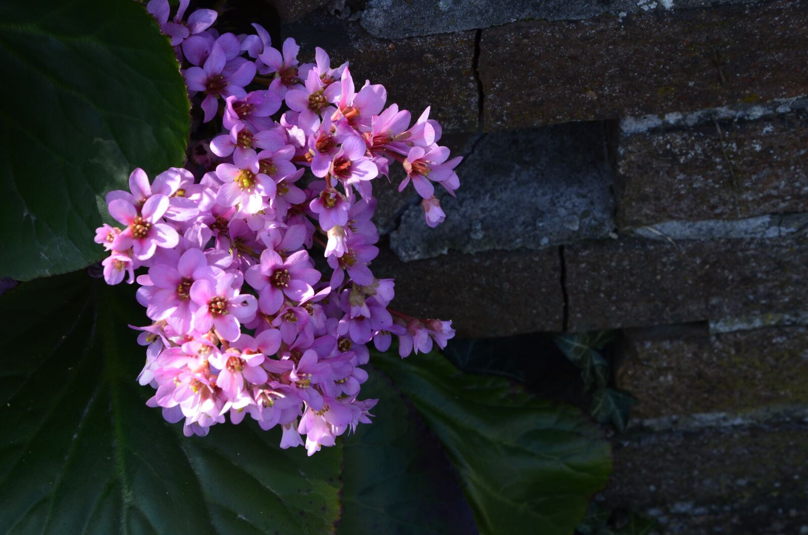 Nikon D5100 sample photo. Flowers, nature, summer photography