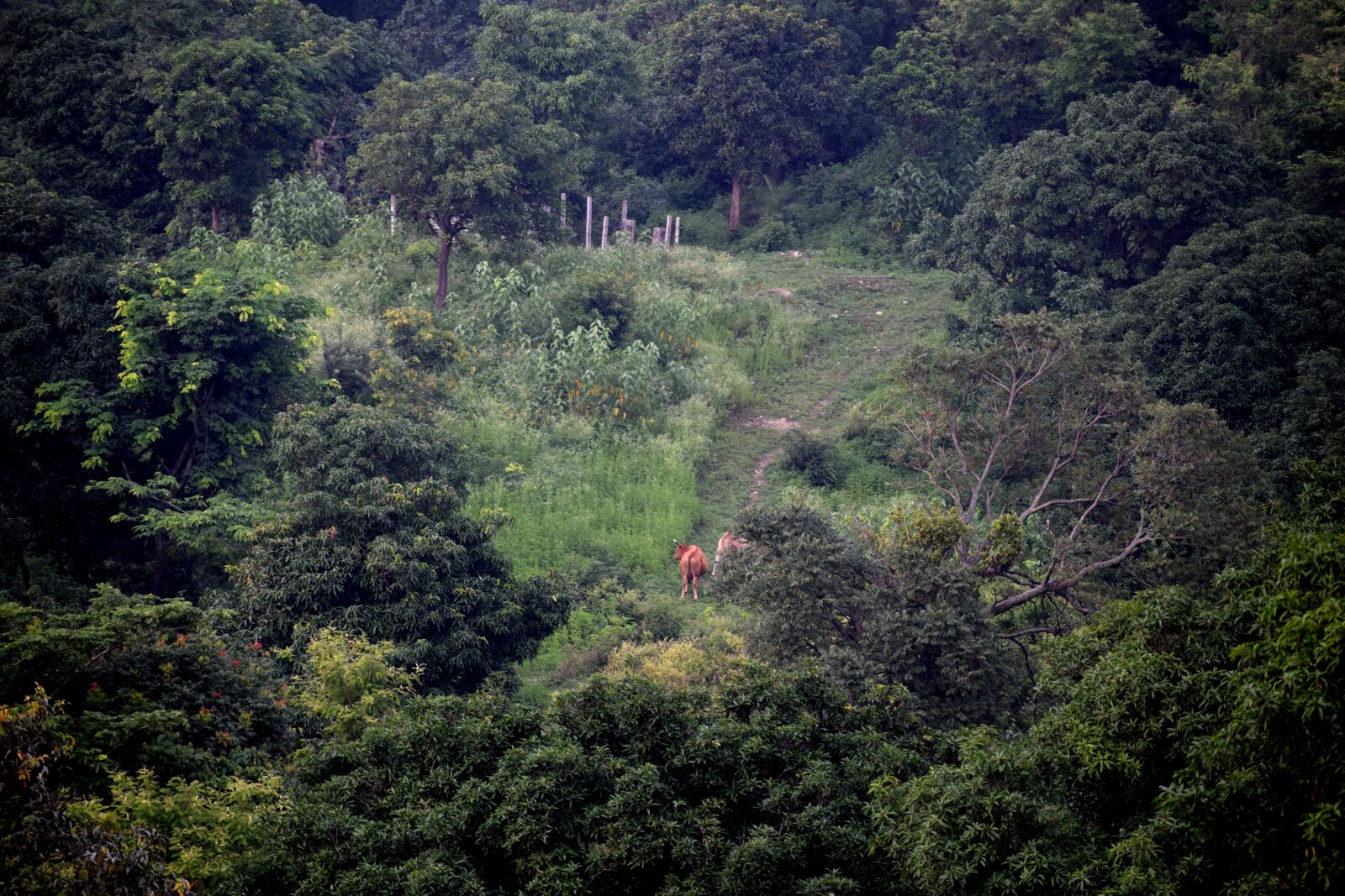 Nikon D3300 sample photo. Green, trees, nature photography