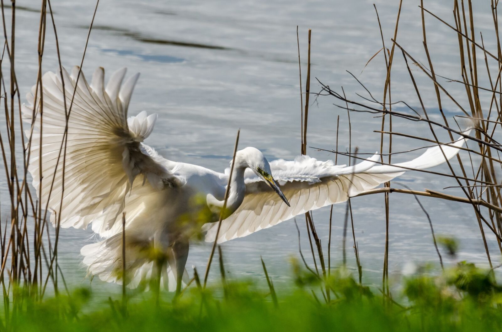 Nikon D7000 sample photo. Egret, bird, heron photography