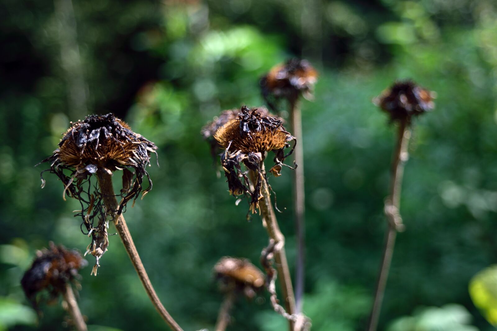 Nikon D5300 sample photo. Crown, thorns, the crown photography