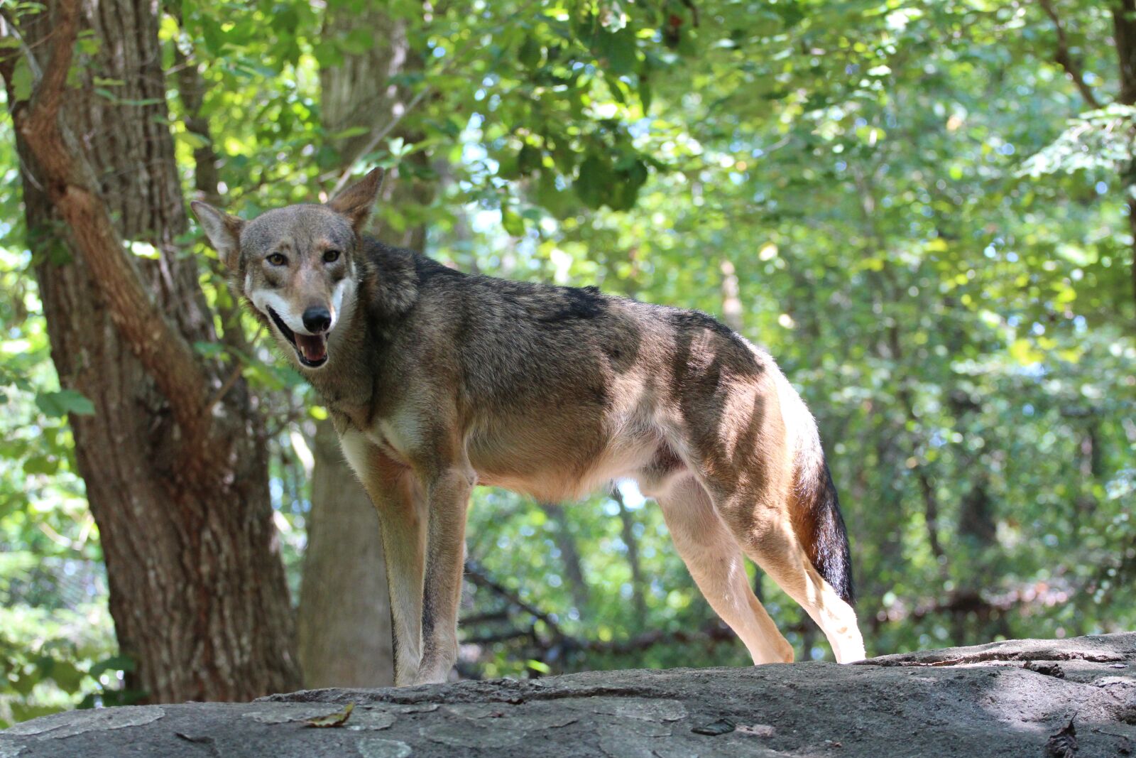 Canon EOS 700D (EOS Rebel T5i / EOS Kiss X7i) + Canon EF 70-200mm F4L USM sample photo. Red wolf, dog, mammal photography