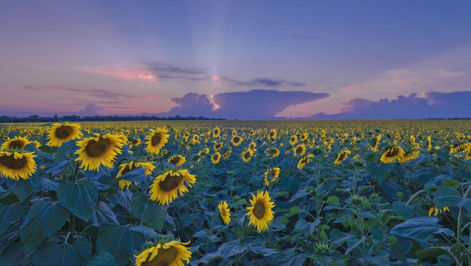 Nikon D5000 sample photo. Nature, field, sky photography