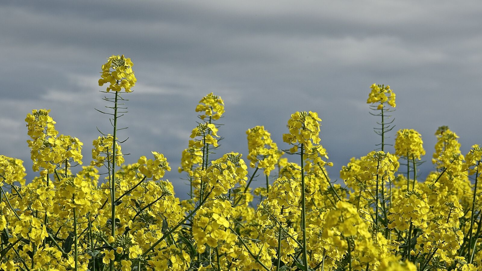 Sony Cyber-shot DSC-RX10 III sample photo. Agro-industry, field, flower photography