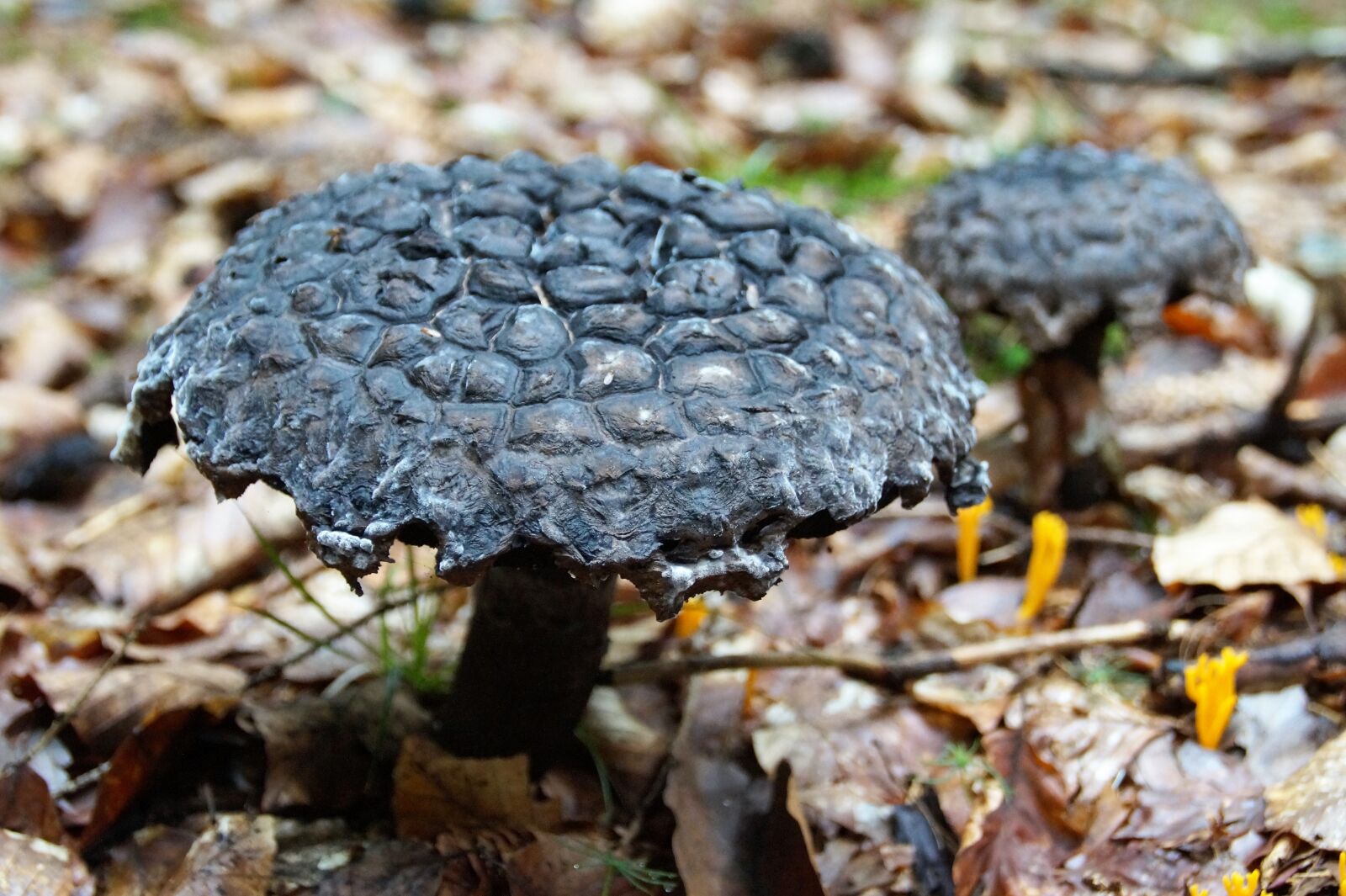 Sony SLT-A58 sample photo. Fungus, boletus, šiškovec photography