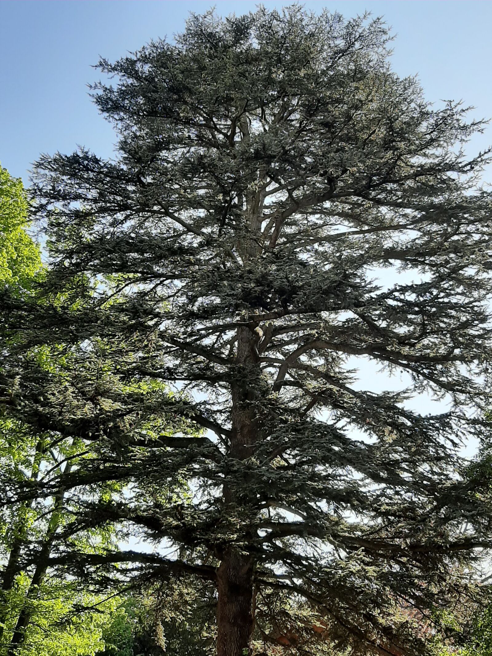 Samsung Galaxy A50 sample photo. Fir, sky, nature photography