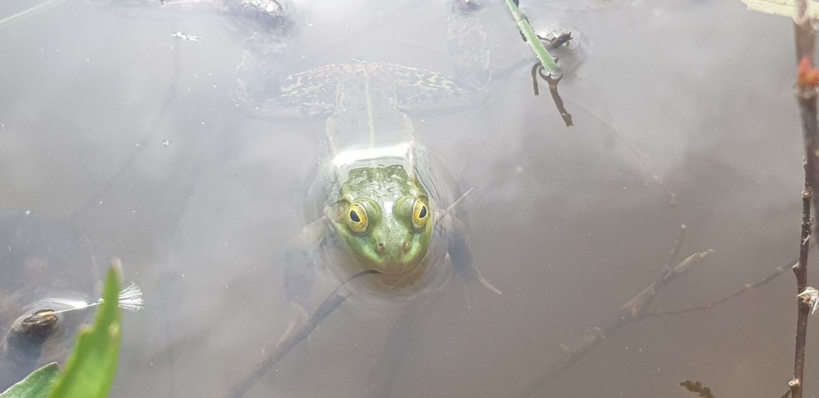 Samsung Galaxy S8 sample photo. Frog, green, lake photography