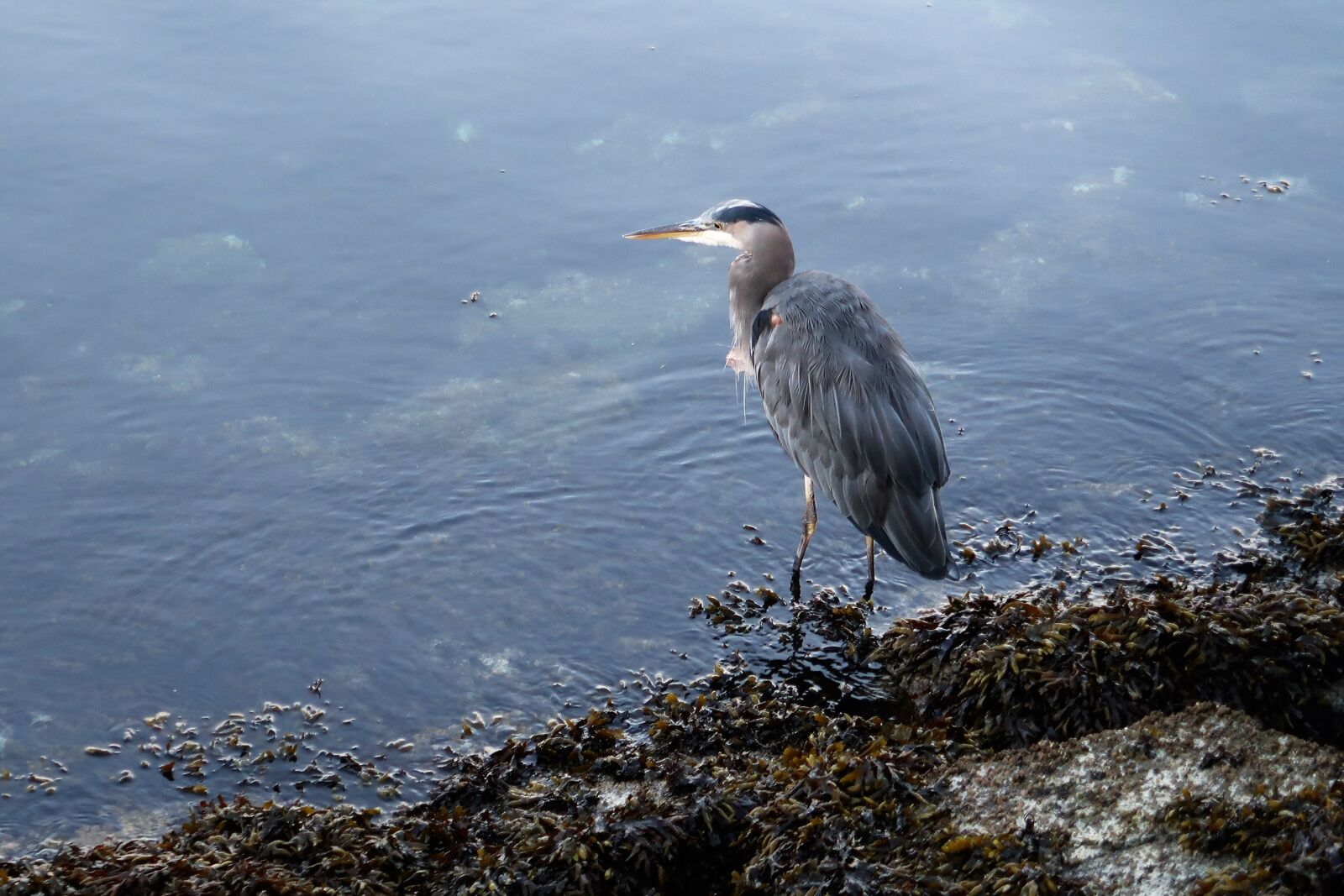 Canon PowerShot G7 X Mark II sample photo. Heron, grey heron, water photography