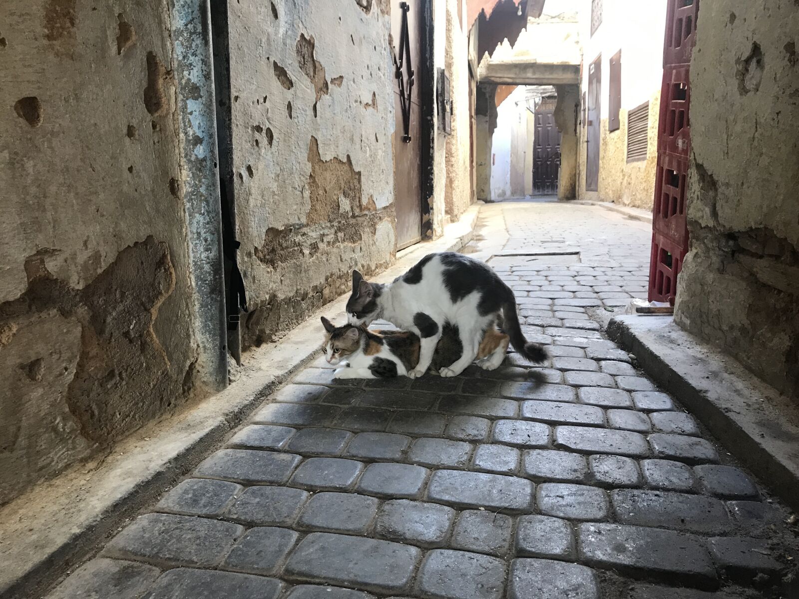 iPhone 7 back camera 3.99mm f/1.8 sample photo. Cats, cobblestone, animal photography