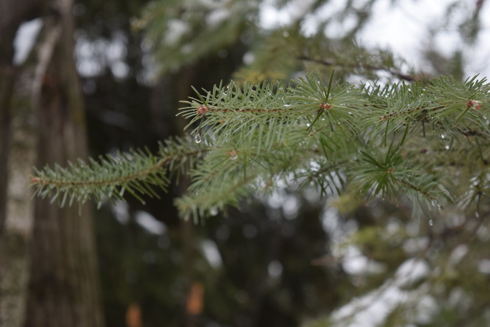 Nikon D3300 sample photo. Fir, drop of water photography