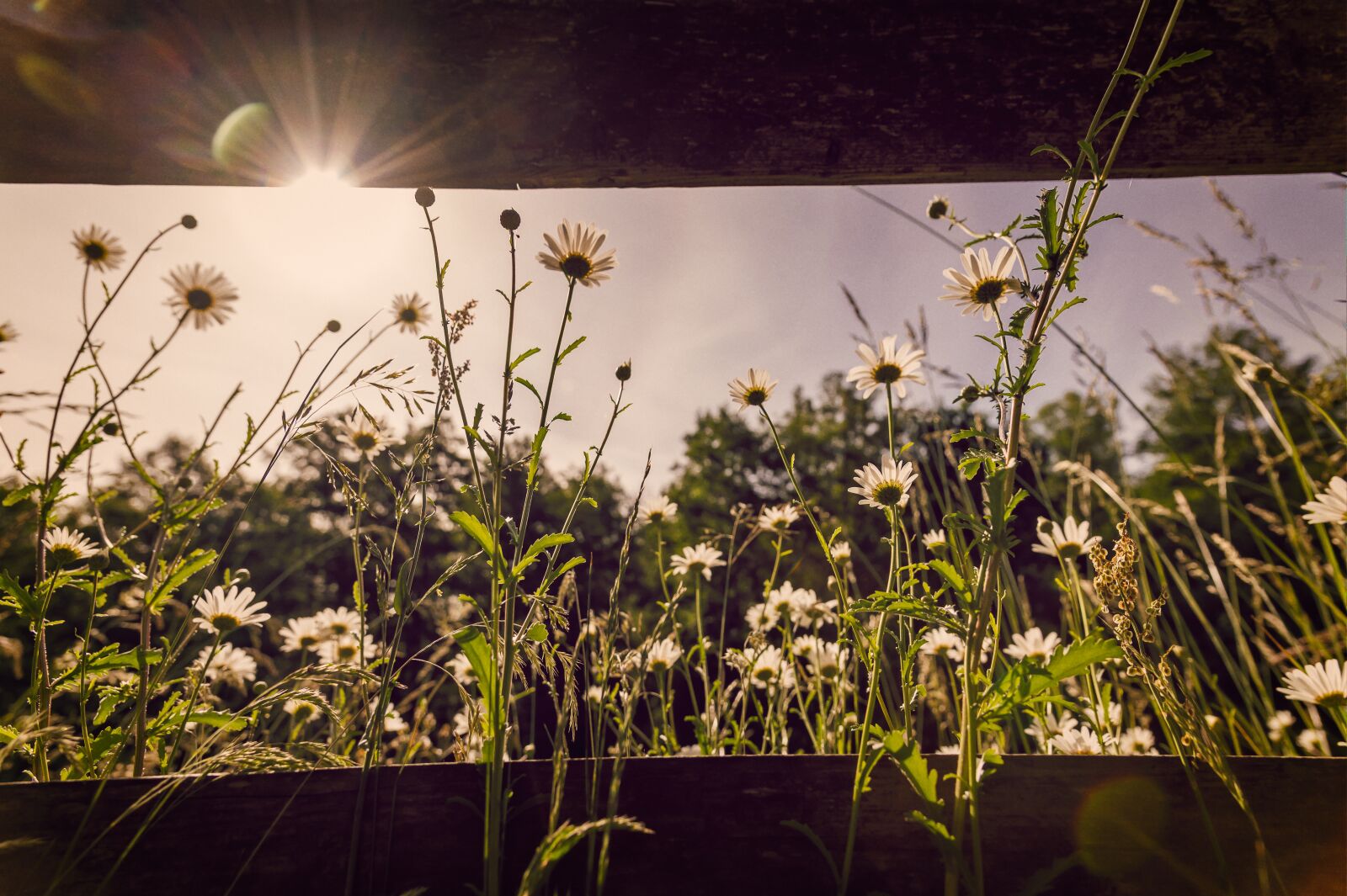 Nikon Z6 sample photo. Flowers, meadow, chamomile photography