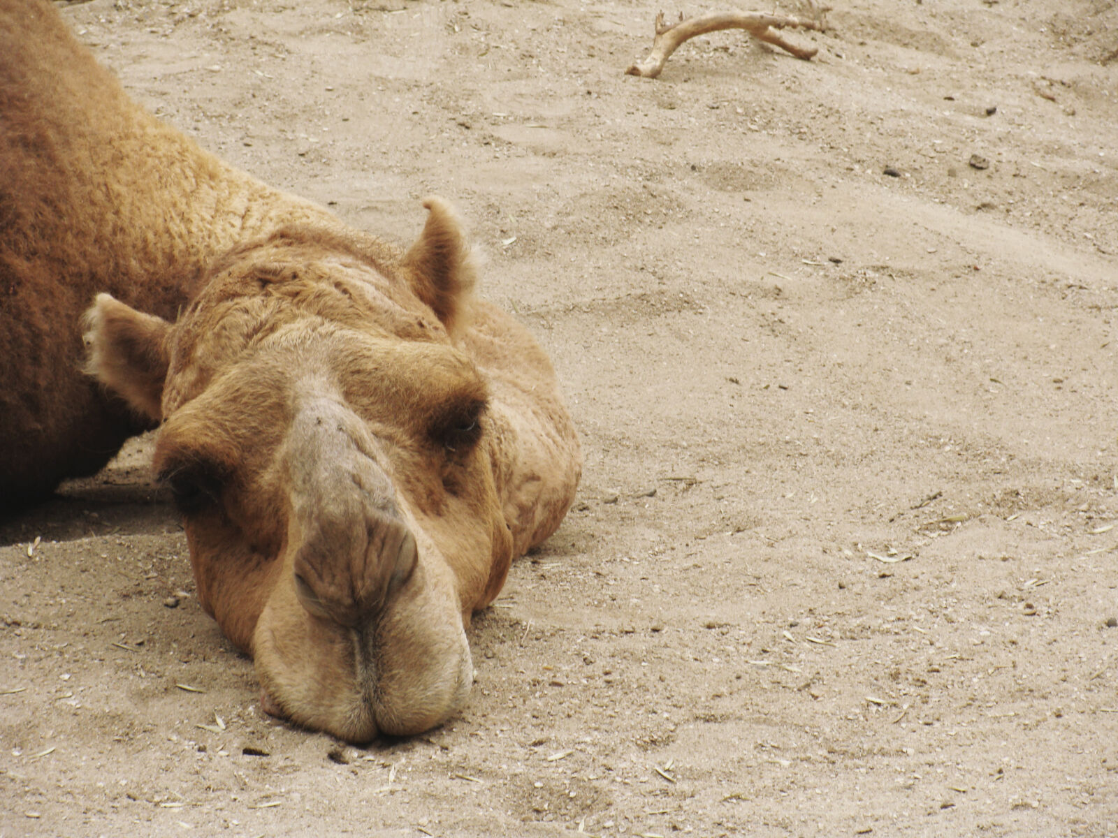 Sony Cyber-shot DSC-H10 sample photo. Animal, camel, lone, sad photography