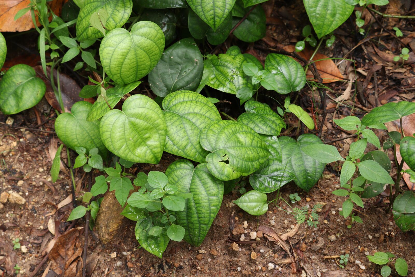 Canon EOS 250D (EOS Rebel SL3 / EOS Kiss X10 / EOS 200D II) sample photo. Leaf, nature, green photography