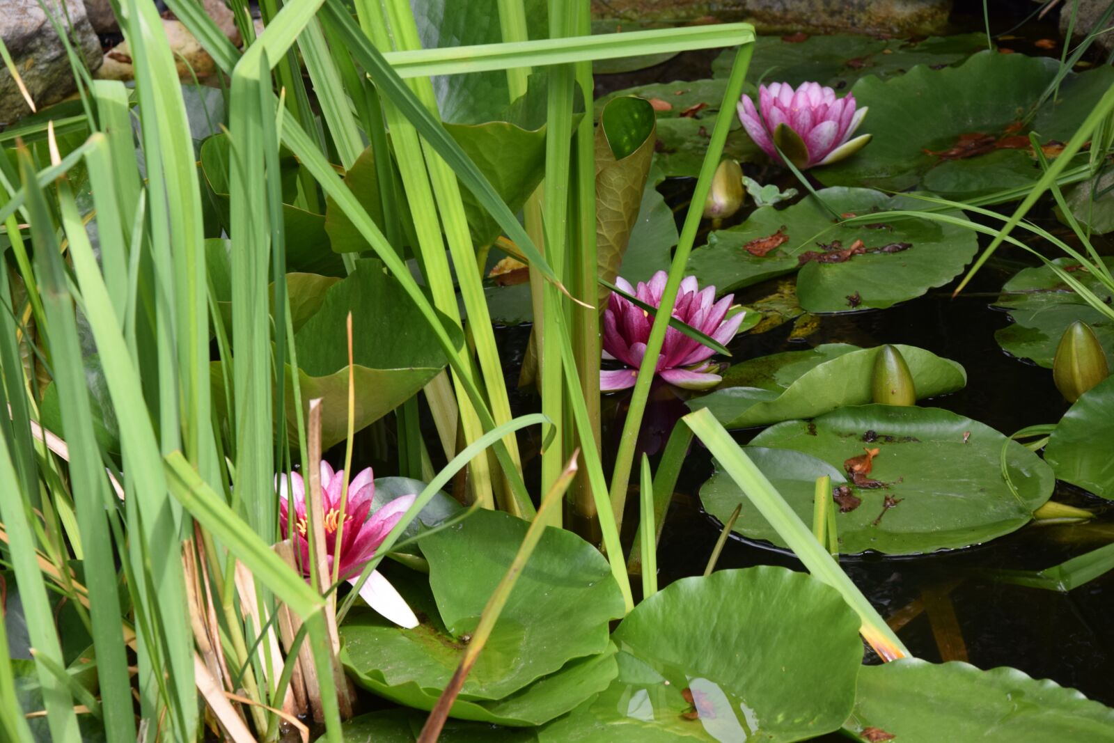 Nikon D3300 sample photo. Water lilies, water lily photography